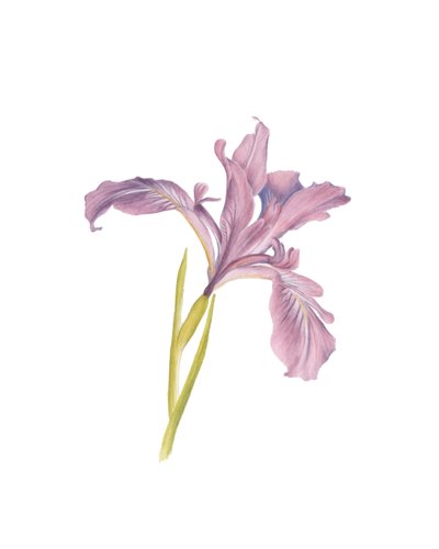 花菖蒲の肖像, 2013 (水彩) 作： Stacy Hsu