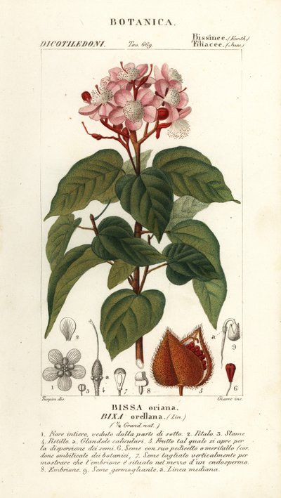 Achiote または口紅の木、Bixa orellana 作： Stanghi Stanghi