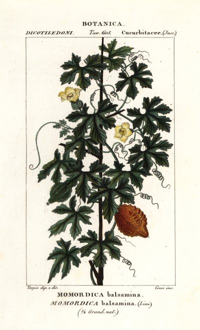 アフリカキュウリ、Momordica balsamina 作： Stanghi Stanghi