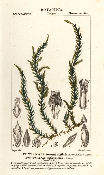 解熱剤 fontinalis コケ、Fontinalis antipyretica 作： Stanghi Stanghi