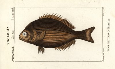 アブラナ科、Kyphosus vaigiensis 作： Stanghi Stanghi