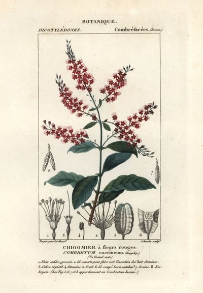 ブッシュウィロー、Combretum coccineum 作： Stanghi Stanghi