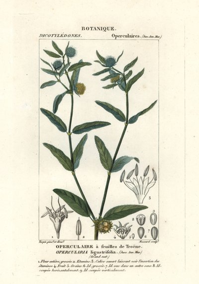 粗悪臭草、Opercularia aspera 作： Stanghi Stanghi