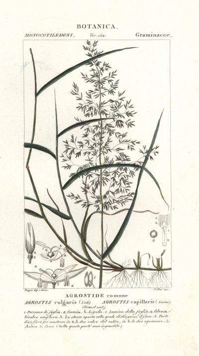 一般的な曲がり、Agrostis capillaris 作： Stanghi Stanghi