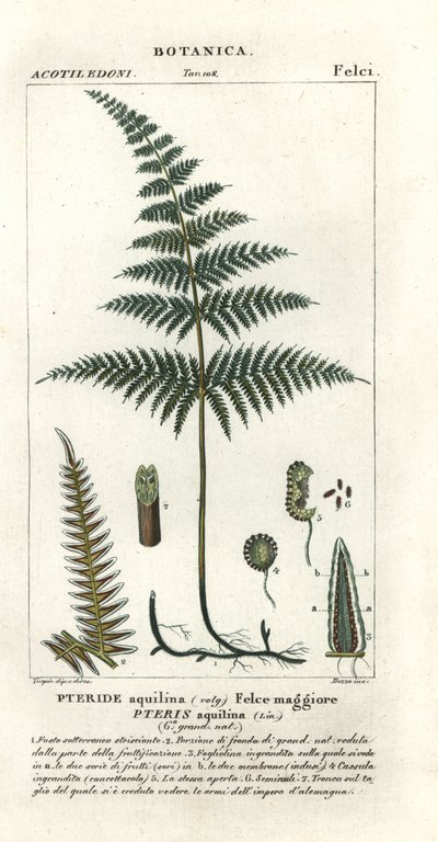一般的なワラビまたはブレーキ、Pteridium aquilinum 作： Stanghi Stanghi