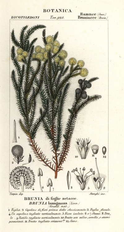 一般的な綿の茂み、Berzelia lanuginosa 作： Stanghi Stanghi
