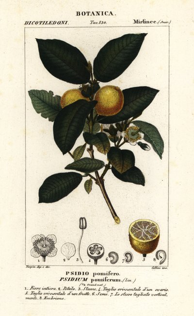 一般的なグァバ、Psidium guajava 作： Stanghi Stanghi
