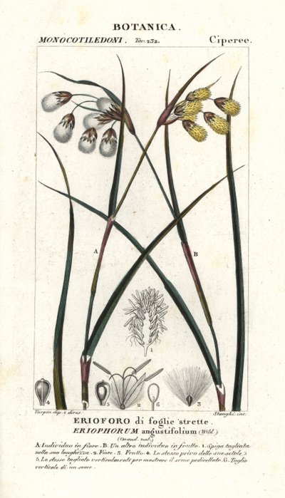 コットングラスまたはコットンスゲ、Eriophorum angustifolium 作： Stanghi Stanghi