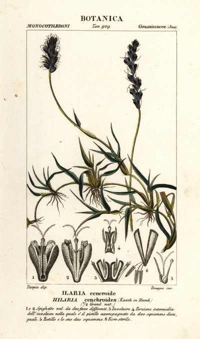 カーリー メスキート、Hilaria cenchroides 作： Stanghi Stanghi