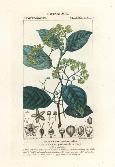 Dichapetalum pedunculate 作： Stanghi Stanghi