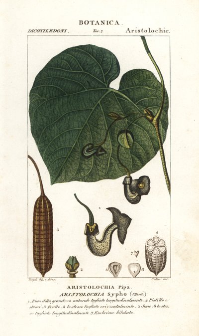 オランダ人のパイプまたはパイプバイン、Aristolochia macrophylla 作： Stanghi Stanghi