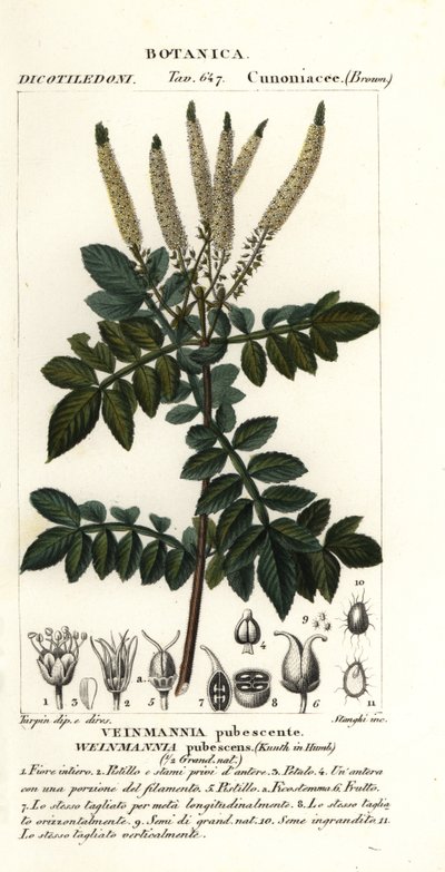 イグナイター、Weinmannia pubescens 作： Stanghi Stanghi