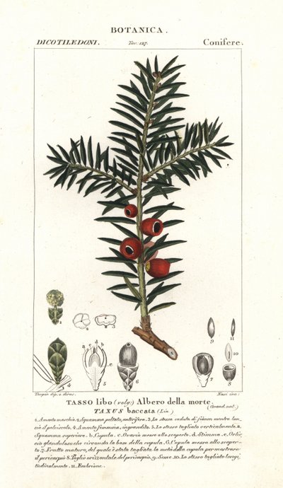 ヨーロッパのイチイの木、Taxus baccata 作： Stanghi Stanghi