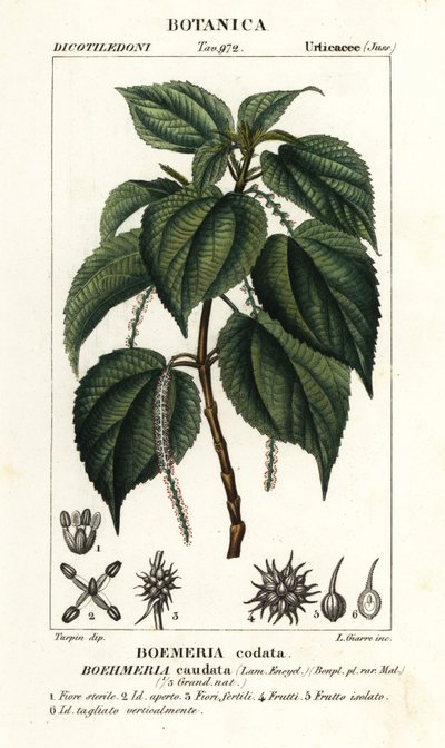イラクサ、Boehmeria caudata 作： Stanghi Stanghi