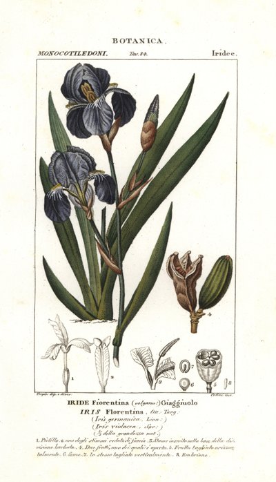フィレンツェのアイリス、Iris germanica var florentina 作： Stanghi Stanghi