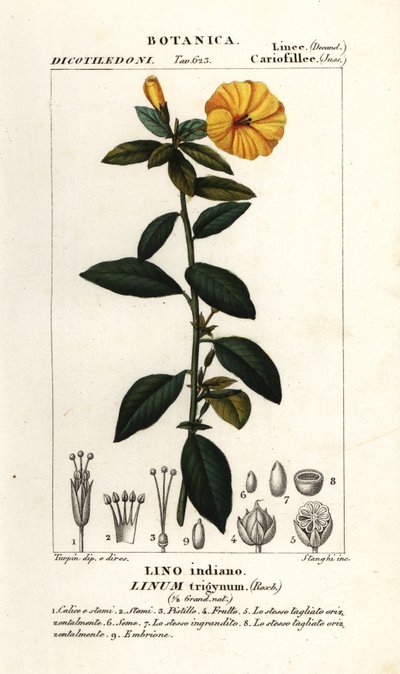 フランス亜麻、Linum trigynum 作： Stanghi Stanghi