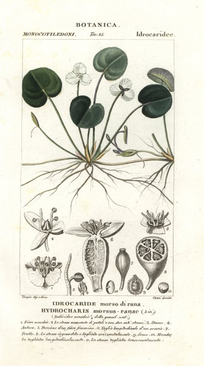 Frogbit、Hydrocharis バイトフロッグ 作： Stanghi Stanghi