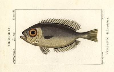 グラスアイメバチ、Heteropriacanthus cruentatus 作： Stanghi Stanghi