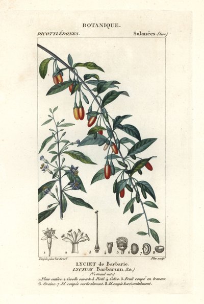 ゴジベリー、クコバラム 作： Stanghi Stanghi