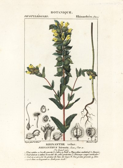 より大きな黄色いガラガラ、Rhinanthus alectorolophus 作： Stanghi Stanghi