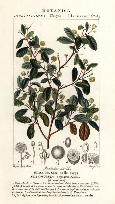 インドのプラム、Flacourtia indica 作： Stanghi Stanghi