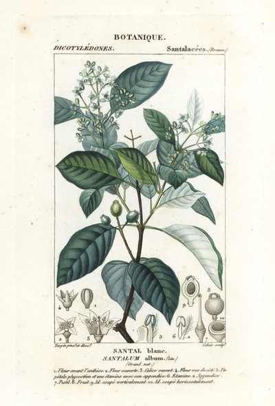 インドの白檀、サンタラム アルバム、傷つきやすい 作： Stanghi Stanghi