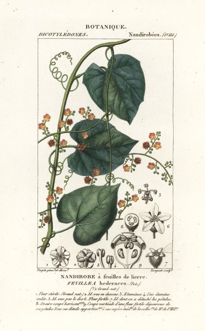 ハビロまたは解毒カクーン、Fevillea cordifolia 作： Stanghi Stanghi