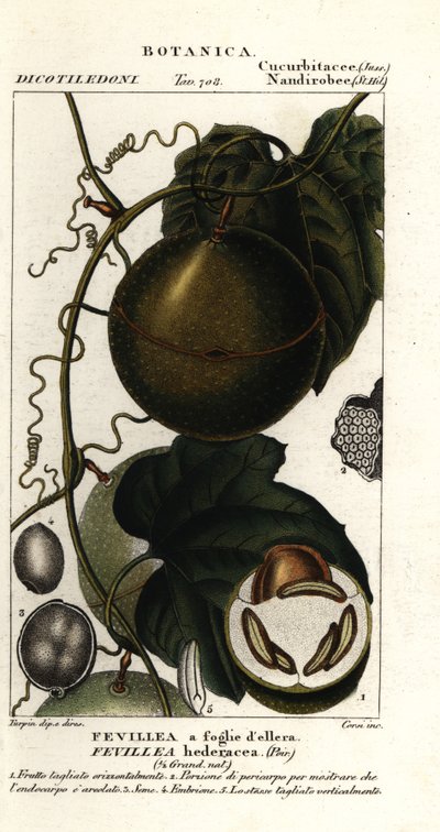 Javillo または解毒剤カクーン フルーツ、Fevillea cordifolia 作： Stanghi Stanghi