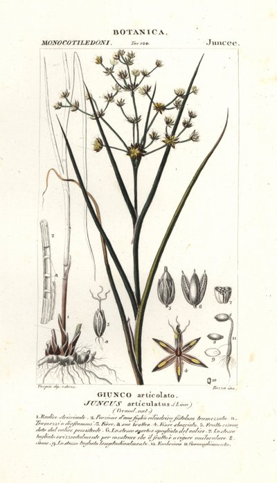 イグサ、Juncus articulatus 作： Stanghi Stanghi