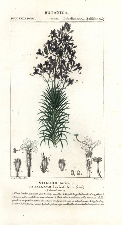 カラマツの葉または木のトリガープラント、Stylidium laricifolium 作： Stanghi Stanghi
