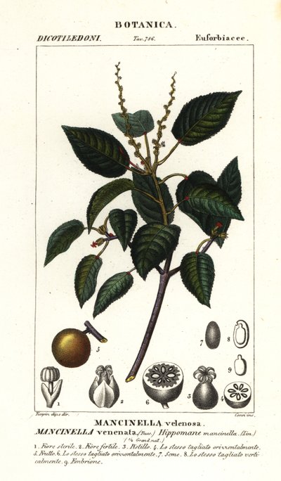 Manchineel またはビーチ アップル ツリー、Hippomane mancinella 作： Stanghi Stanghi