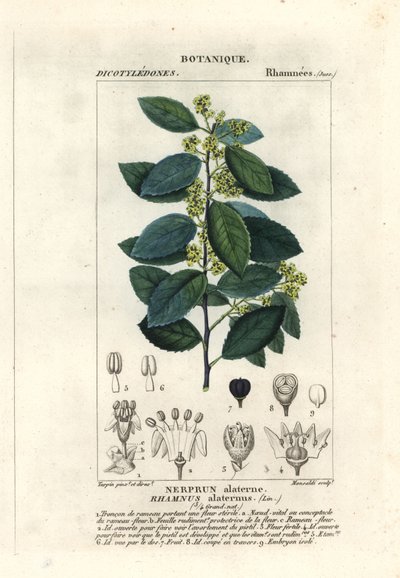 地中海クロウメモドキ、Rhamnus alaternus 作： Stanghi Stanghi