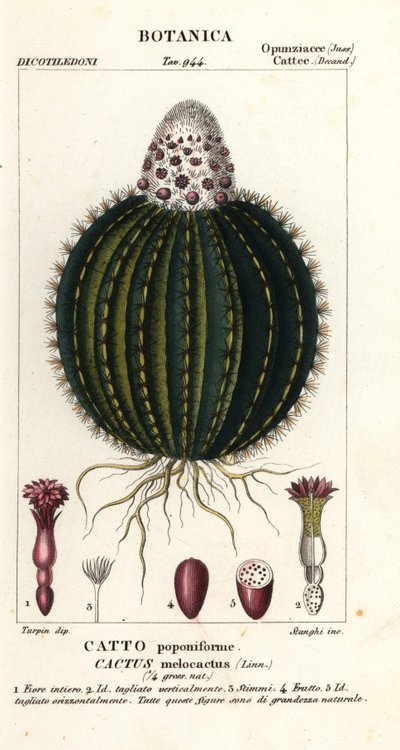 メロンサボテン、Melocactus caroli-linnaeus 作： Stanghi Stanghi