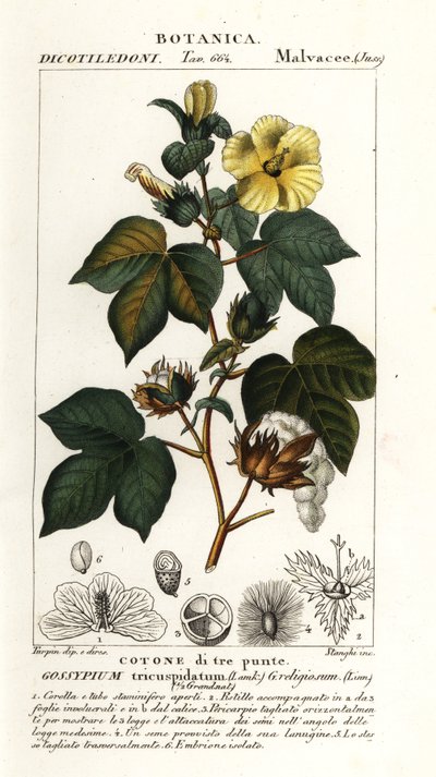 メキシコ綿、Gossypium hirsutum 作： Stanghi Stanghi