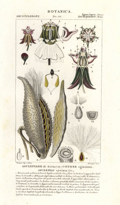 トウワタ、トウワタ、トウワタ 作： Stanghi Stanghi