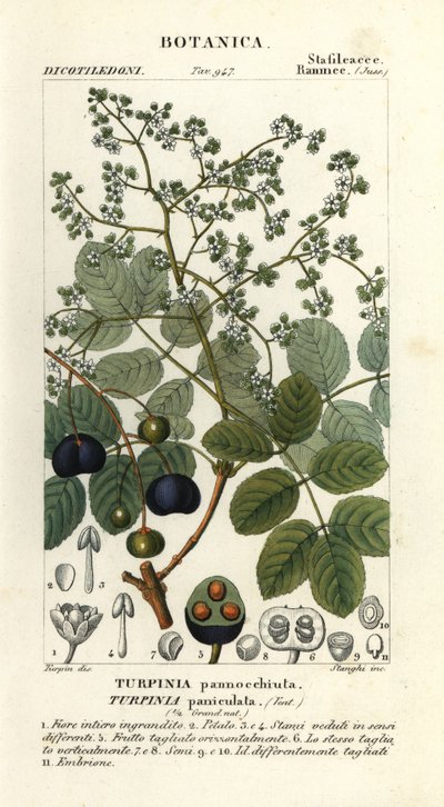 マトンウッド、Turpinia occidentalis 作： Stanghi Stanghi