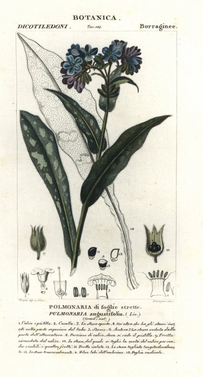 狭葉ツルゴケ、Pulmonaria angustifolia 作： Stanghi Stanghi