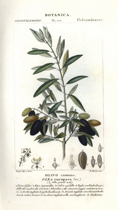 Olive tree, Olea europaea 作： Stanghi Stanghi