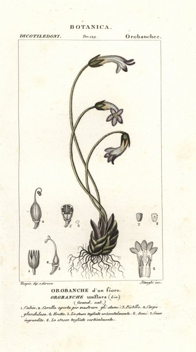 一輪ホウキ、Orobanche uniflora 作： Stanghi Stanghi