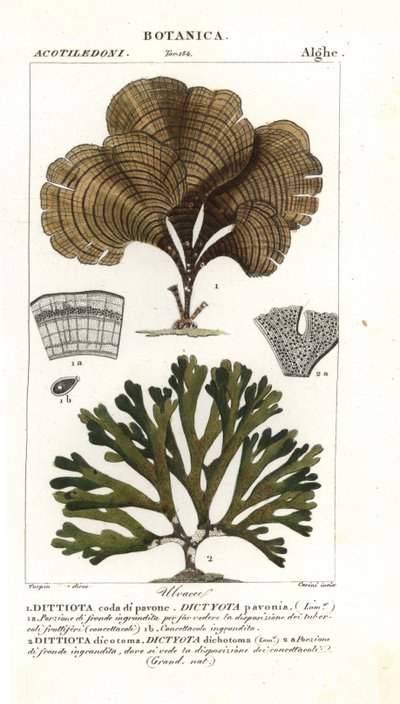 クジャクの尾、Padina pavonica 1、Dictyota dichotoma 2 作： Stanghi Stanghi