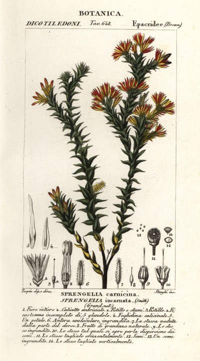 Pink swamp heath, Sprengelia incarnata   1399489   ja       japanese Successfully Translated  Original: Textielfragment Translat: Textielfragment 1328479 ja japanese Successfully Translated Original: Illustration til Salomon Gessners "Abels død", 1764 Tran 作： Stanghi Stanghi