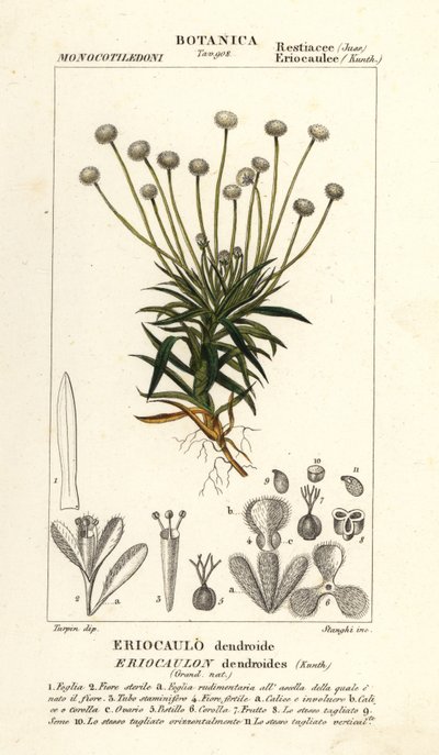 ヨウジウオ、Paepalanthus dendroides 作： Stanghi Stanghi