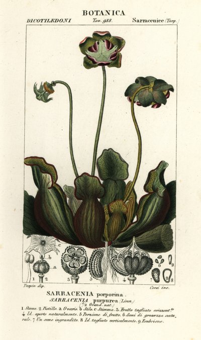 紫色の投手植物、サラセニア・プルプレア 作： Stanghi Stanghi