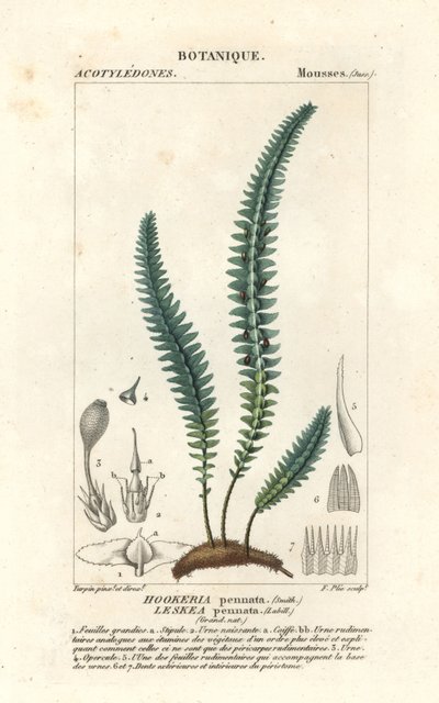 クイル コケまたは偽シダ コケ、Cyathophorum bulbosum 作： Stanghi Stanghi