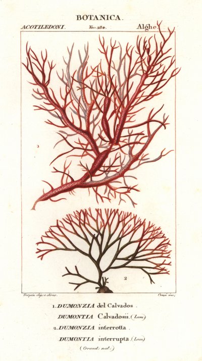 紅藻海苔 作： Stanghi Stanghi