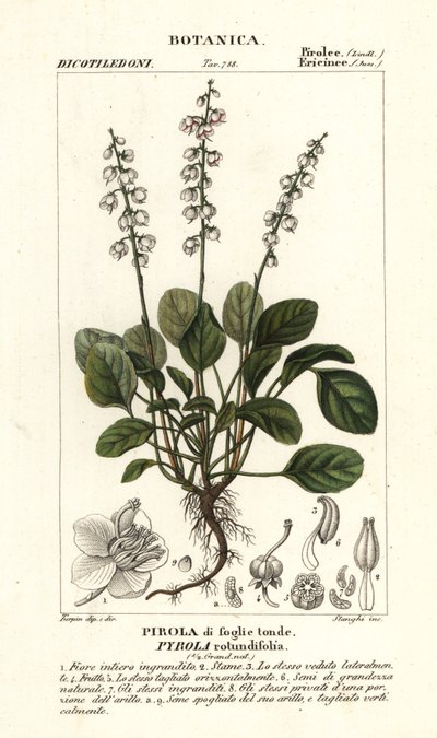 丸葉の冬緑、Pyrola rotundifolia 作： Stanghi Stanghi