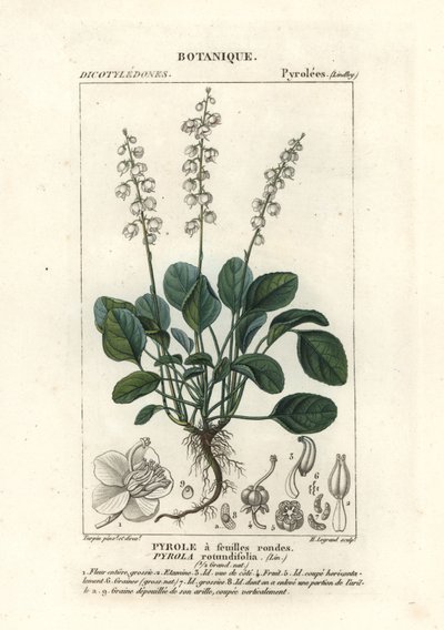丸葉の冬緑、Pyrola rotundifolia 作： Stanghi Stanghi