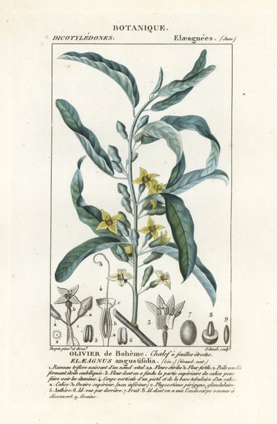 シルバーベリーまたはオレアスター、Elaeagnus angustifolia 作： Stanghi Stanghi