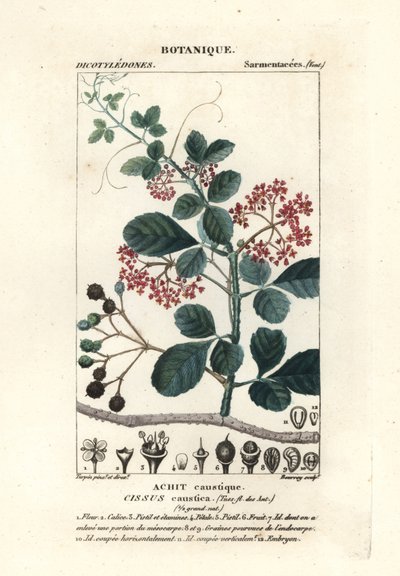 スプーンリーフ トレバイン、Cissus obovata 作： Stanghi Stanghi