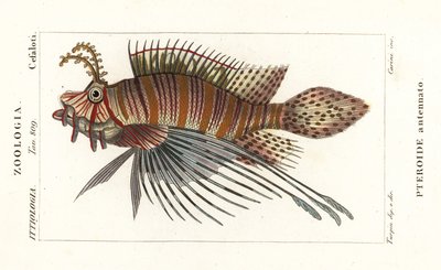 ミノカサゴ、プテロイス・アンテナータ 作： Stanghi Stanghi